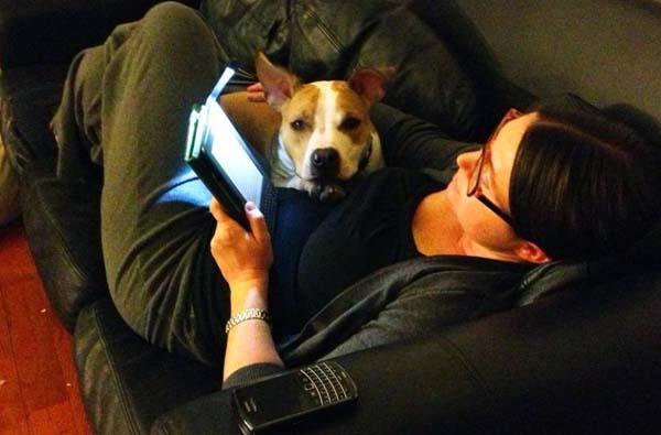 Спасение 8-недельного щенка, в результате крупнейшего рейда по фермам бойцовских собак Тимми Купер, рейд по фермам бойцовских собак, спасение щенка