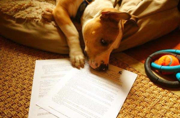 Спасение 8-недельного щенка, в результате крупнейшего рейда по фермам бойцовских собак Тимми Купер, рейд по фермам бойцовских собак, спасение щенка