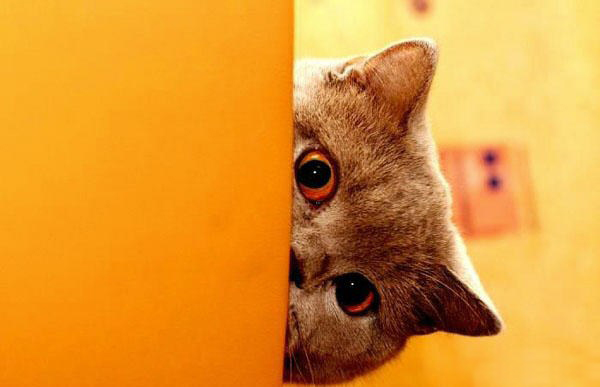 иностранные слова нельзя перевести на русский язык, слова которых нет в русском языке