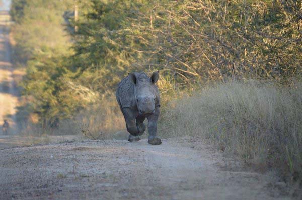 Спасение убитого горем детеныша носорога, найденного возле тела убитой мамы носорог плакал, носорог рядом с телом мамы, спасение детеныша носорога, носорог Герти