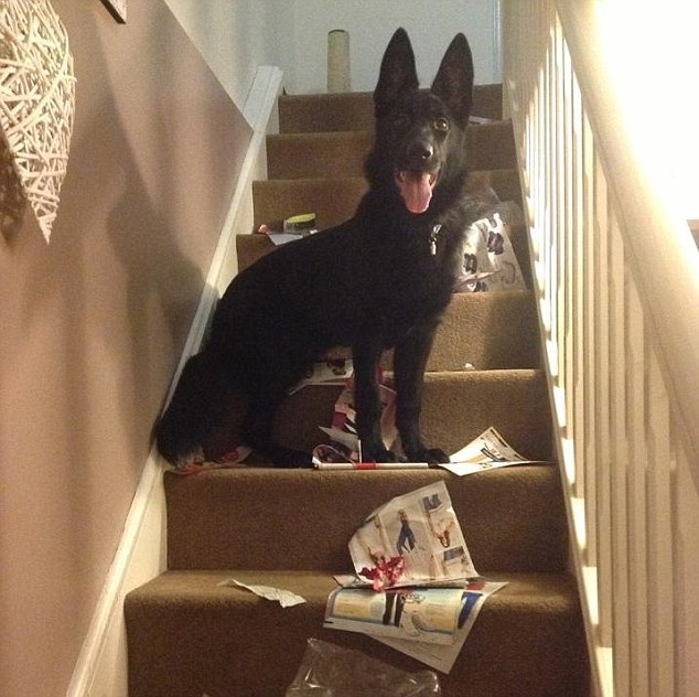 Britain's Naughtiest Pet, животные шалят, собака грызёт, кошка шторы