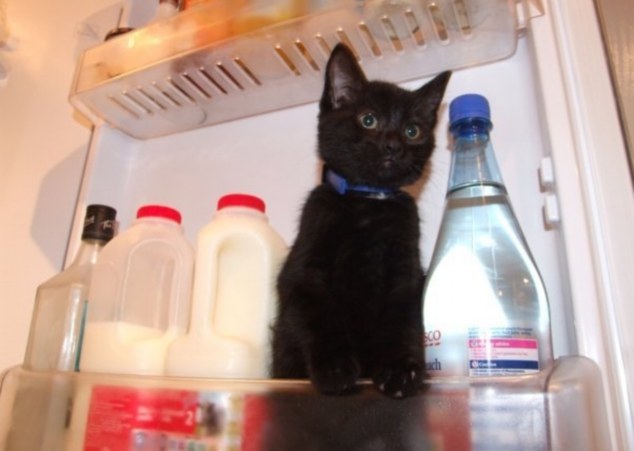 Britain's Naughtiest Pet, животные шалят, собака грызёт, кошка шторы