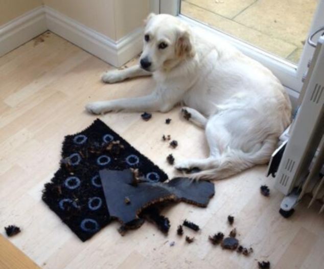 Britain's Naughtiest Pet, животные шалят, собака грызёт, кошка шторы