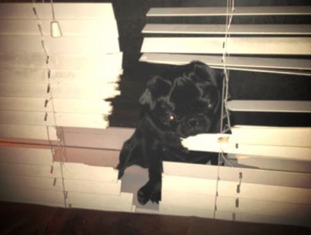 Britain's Naughtiest Pet, животные шалят, собака грызёт, кошка шторы