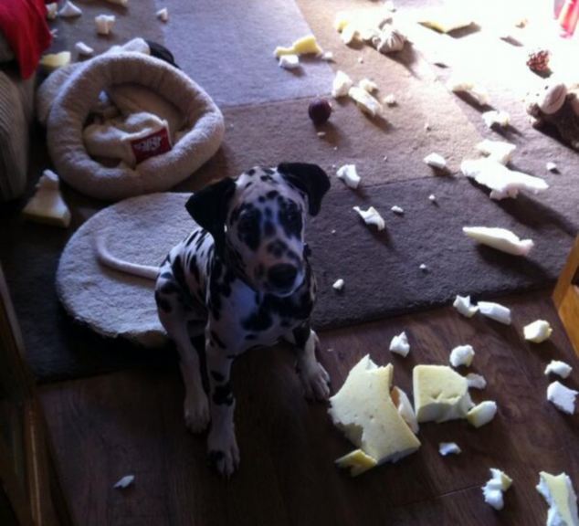 Britain's Naughtiest Pet, животные шалят, собака грызёт, кошка шторы