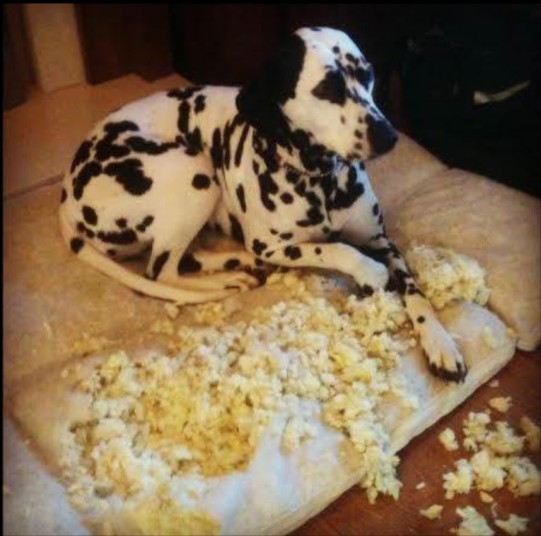 Britain's Naughtiest Pet, животные шалят, собака грызёт, кошка шторы