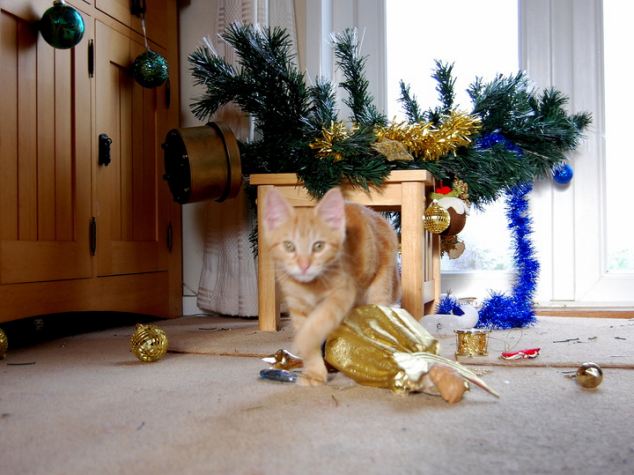 Britain's Naughtiest Pet, животные шалят, собака грызёт, кошка шторы