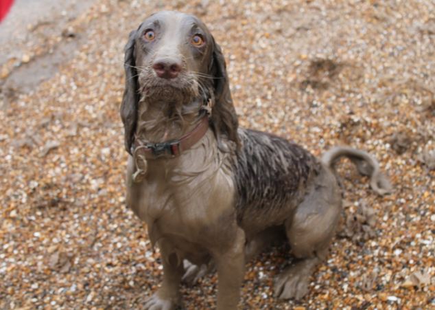 Britain's Naughtiest Pet, животные шалят, собака грызёт, кошка шторы