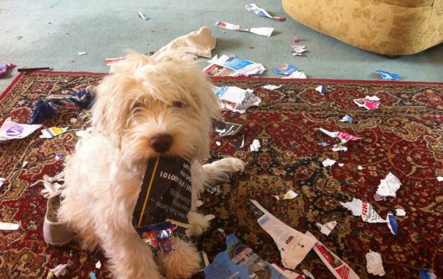 Britain's Naughtiest Pet, животные шалят, собака грызёт, кошка шторы