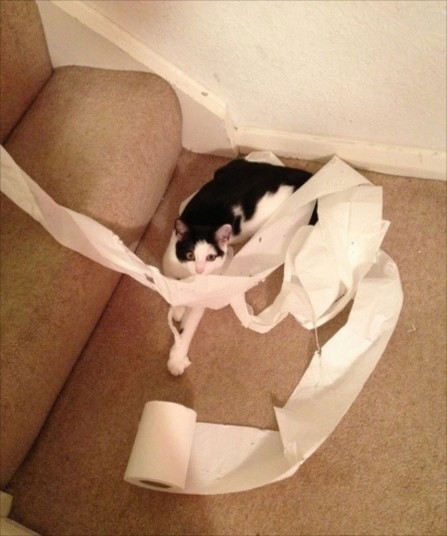 Britain's Naughtiest Pet, животные шалят, собака грызёт, кошка шторы