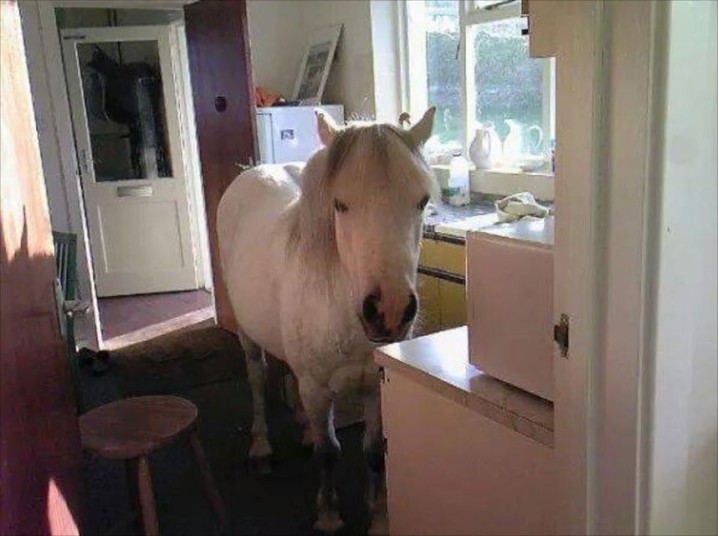 Britain's Naughtiest Pet, животные шалят, собака грызёт, кошка шторы