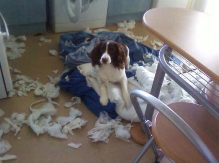 Britain's Naughtiest Pet, животные шалят, собака грызёт, кошка шторы