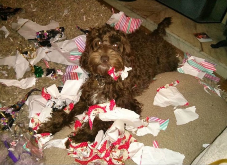 Britain's Naughtiest Pet, животные шалят, собака грызёт, кошка шторы