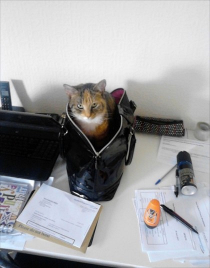 Britain's Naughtiest Pet, животные шалят, собака грызёт, кошка шторы