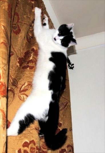 Britain's Naughtiest Pet, животные шалят, собака грызёт, кошка шторы