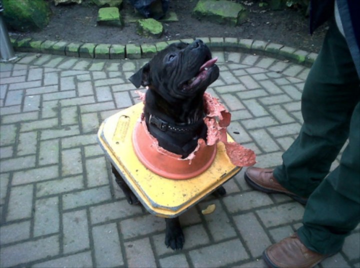 Britain's Naughtiest Pet, животные шалят, собака грызёт, кошка шторы