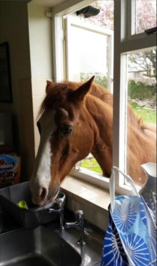 Britain's Naughtiest Pet, животные шалят, собака грызёт, кошка шторы