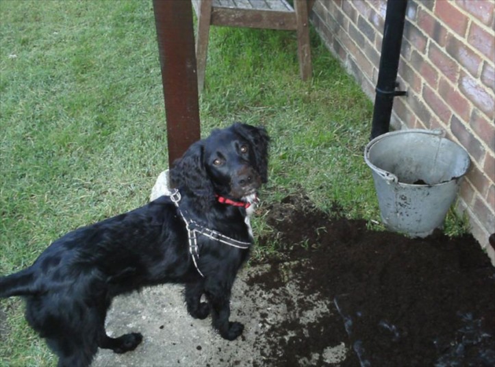 Britain's Naughtiest Pet, животные шалят, собака грызёт, кошка шторы