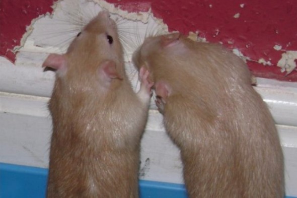 Britain's Naughtiest Pet, животные шалят, собака грызёт, кошка шторы