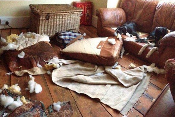 Britain's Naughtiest Pet, животные шалят, собака грызёт, кошка шторы