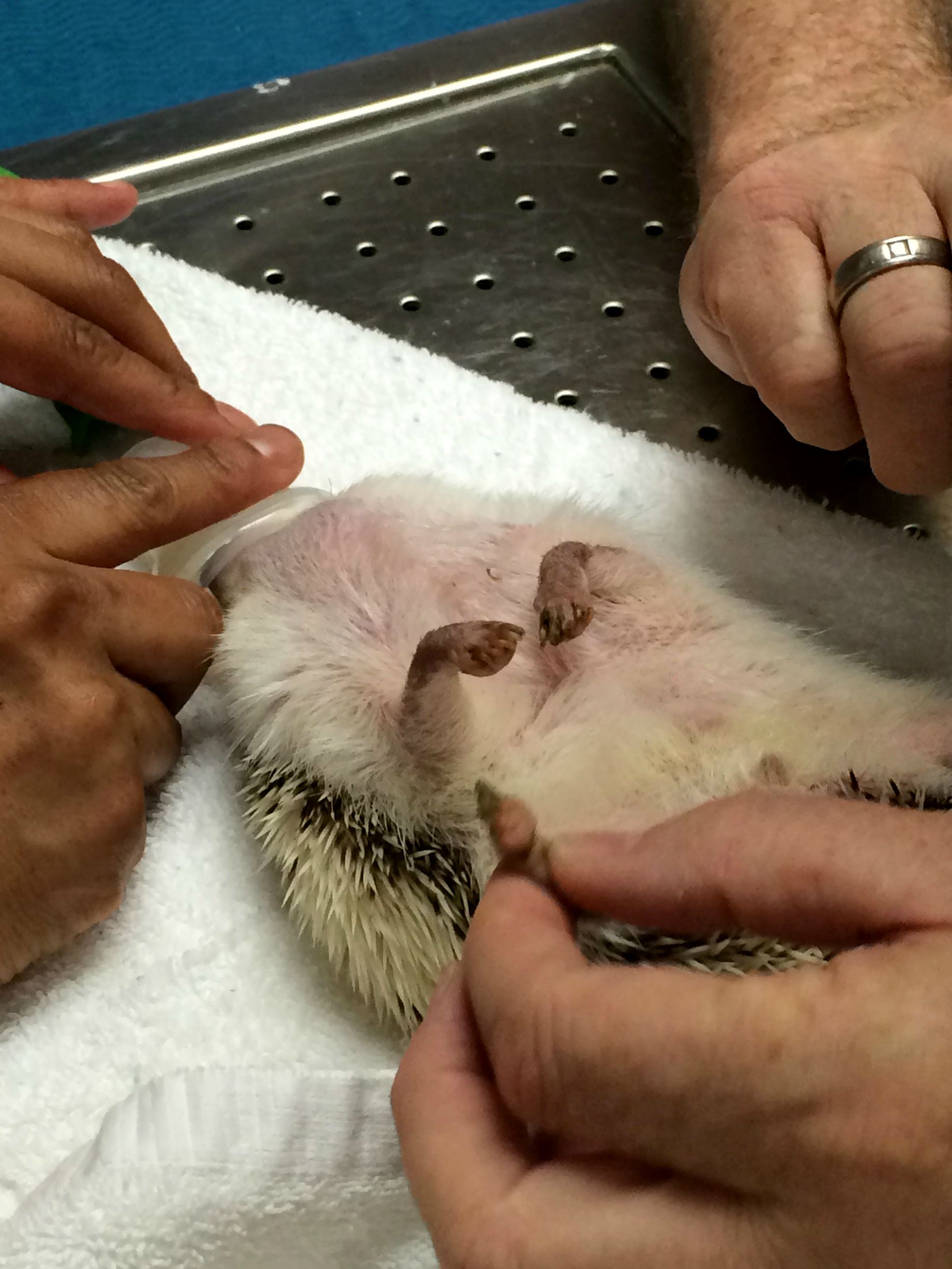 Ёжик Бенни анестезия, Бенни ёж наркоз, ёжик под наркозом, Benny Hedgehog 