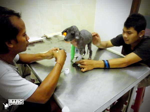 спасение преображение Фрэнки, спасение собаки Бали, спасение собаки до и после, лечение бездомной собаки Бали