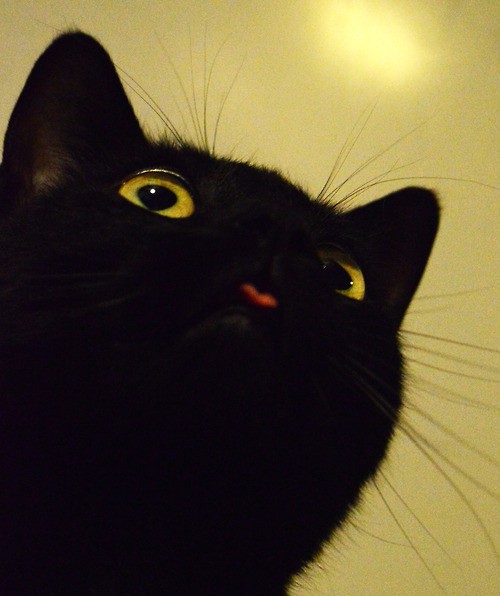 Умилительные и смешные коты с языками наружу коты кошки с языками наружу, коты кошки с высунутыми языками, кот кошка высунул язык