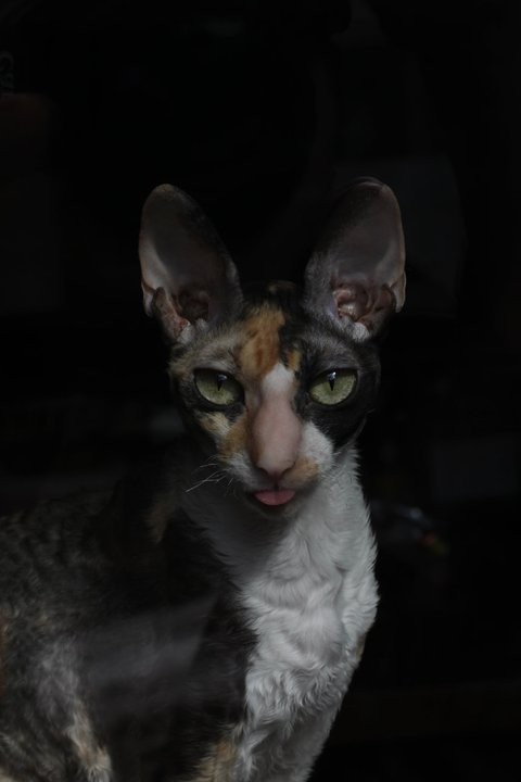 Умилительные и смешные коты с языками наружу коты кошки с языками наружу, коты кошки с высунутыми языками, кот кошка высунул язык