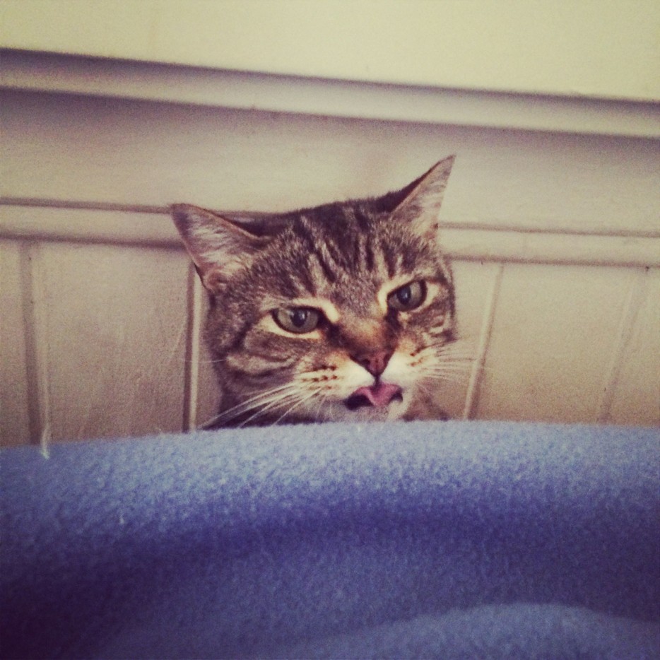 Умилительные и смешные коты с языками наружу коты кошки с языками наружу, коты кошки с высунутыми языками, кот кошка высунул язык