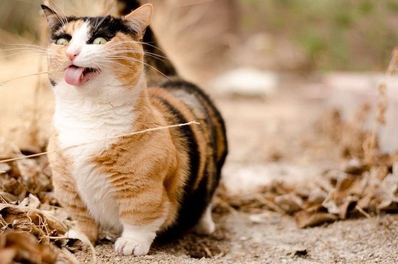 Умилительные и смешные коты с языками наружу коты кошки с языками наружу, коты кошки с высунутыми языками, кот кошка высунул язык