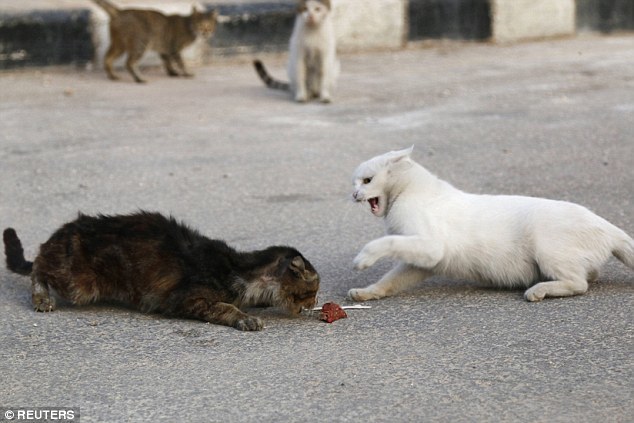 война в Сирии, водитель кормит бездомных кошек, Сирия водитель скорой помощи кормит кошек