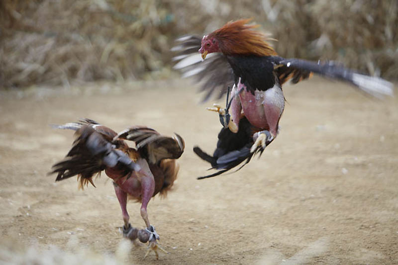 премия дарвина, нелепые смерти, удостоившиеся премии дарвина