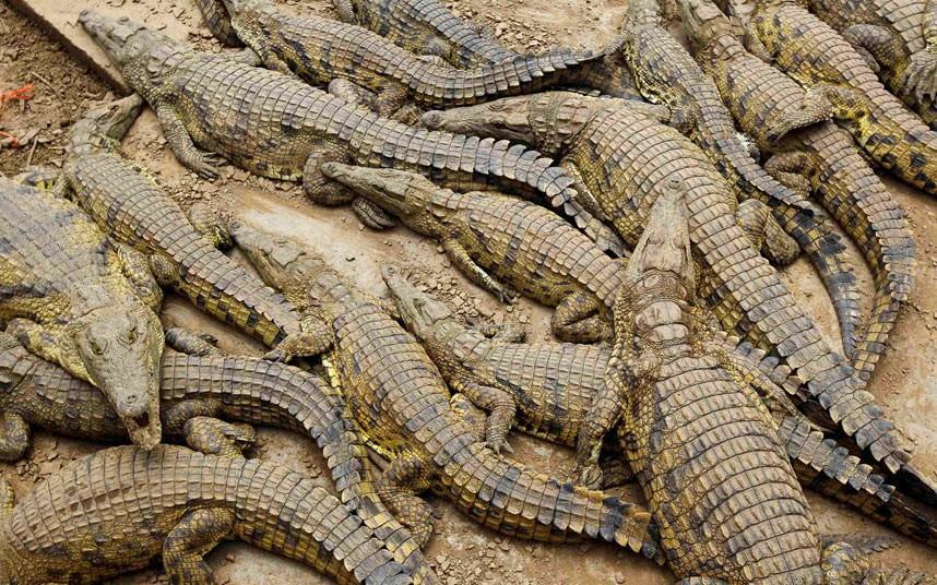 премия дарвина, нелепые смерти, удостоившиеся премии дарвина