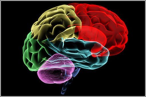 15 полезных и познавательных коротких фактов о нашем мозге полезные факты о мозге, короткие факты, интересные факты о мозге