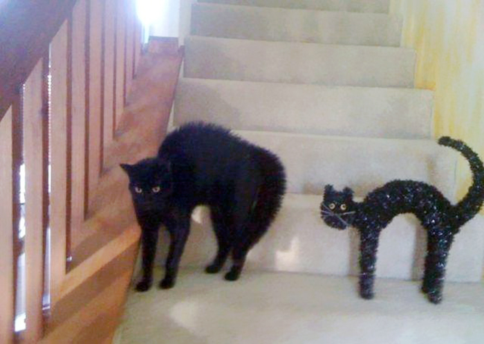 cat look like, коты похожие на знаменитостей, коты похожие на нечто другое