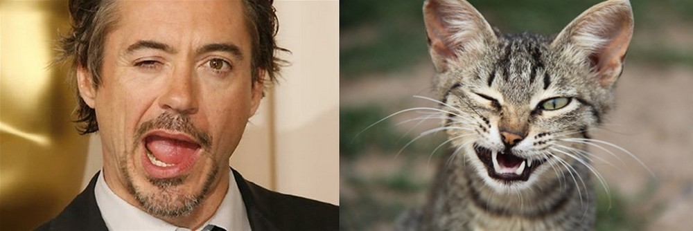 cat look like, коты похожие на знаменитостей, коты похожие на нечто другое