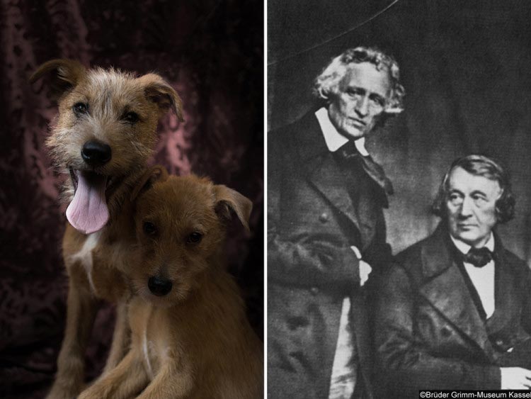 известные писатели собаки, собаки двойники знаменитых писателей, собаки похожие на писателей