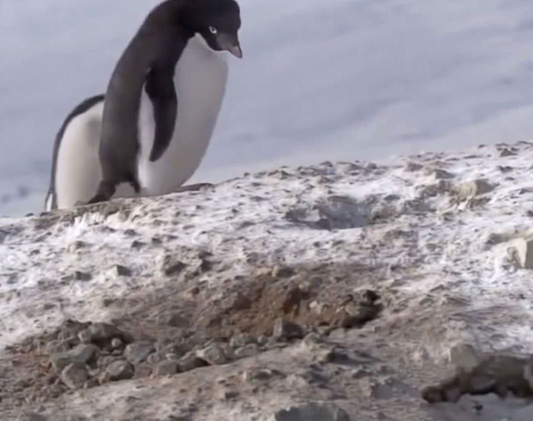 хитрый пингвин, пингвин ворует камни