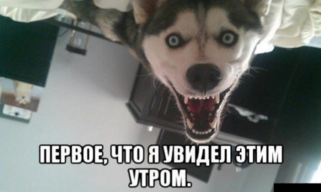 Позитив, юмор, смешные фотографии,прикол