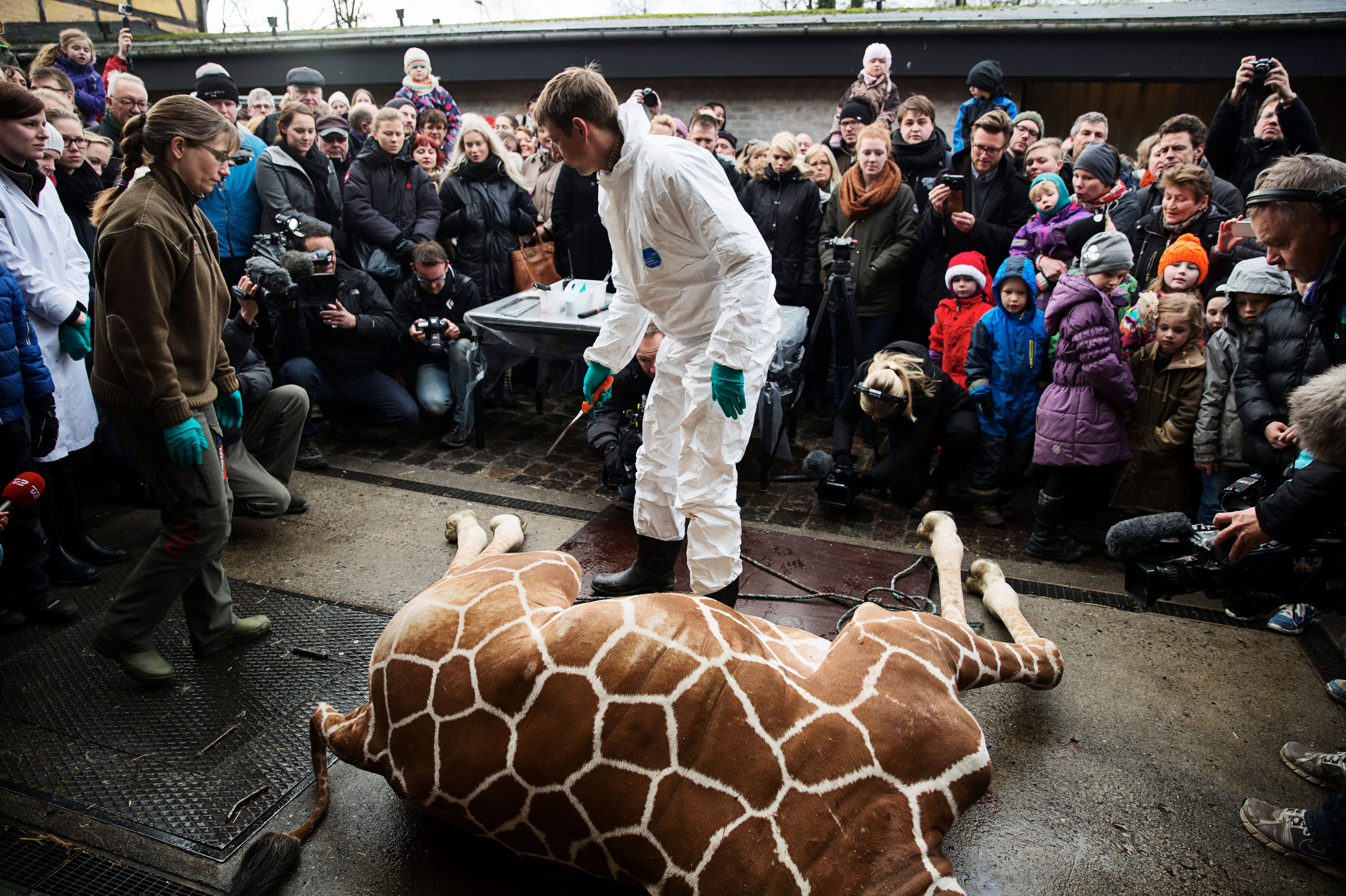 Почему погибают животные. Жираф Мариус Копенгагенский зоопарк. Умерщвление жирафа в Дании.