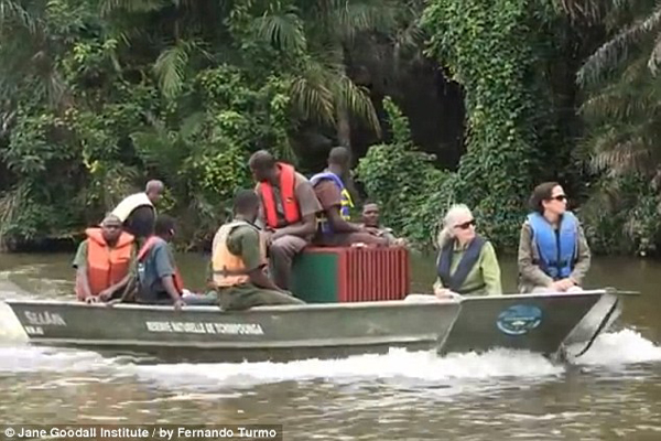 Спасение, шимпанзе, Wounda, Вунда,  Джейн Гудолл, Jane Goodall, Институт  Джейн Гудолл, реабилитационный центр, Tchimpounga, Тчимпунга