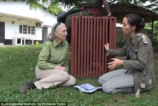 Спасение, шимпанзе, Wounda, Вунда,  Джейн Гудолл, Jane Goodall, Институт  Джейн Гудолл, реабилитационный центр, Tchimpounga, Тчимпунга