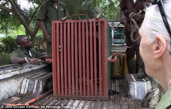 Спасение, шимпанзе, Wounda, Вунда,  Джейн Гудолл, Jane Goodall, Институт  Джейн Гудолл, реабилитационный центр, Tchimpounga, Тчимпунга