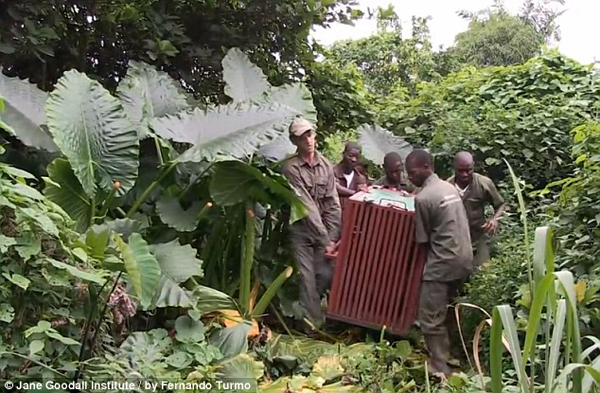 Спасение, шимпанзе, Wounda, Вунда,  Джейн Гудолл, Jane Goodall, Институт  Джейн Гудолл, реабилитационный центр, Tchimpounga, Тчимпунга