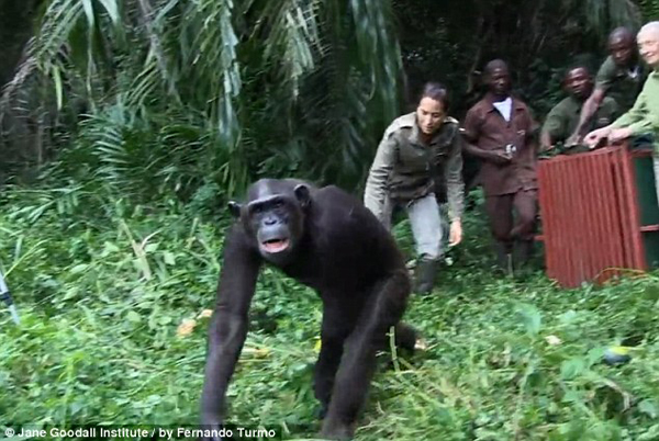 Спасение, шимпанзе, Wounda, Вунда,  Джейн Гудолл, Jane Goodall, Институт  Джейн Гудолл, реабилитационный центр, Tchimpounga, Тчимпунга