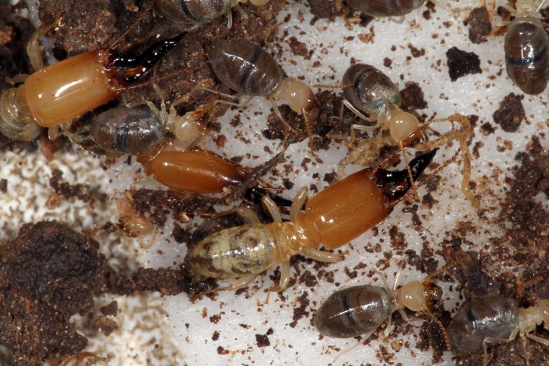 Альманах, познавательное, факты, спорим, вы не знали