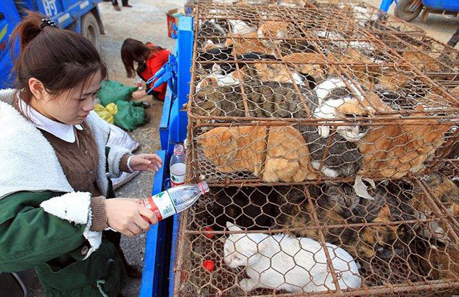 500 кошек были спасены от поедания в одном из китайских ресторанов грузовик полный кошек, 500 кошек, спасли кошек от поедания, кошка вместо кролика