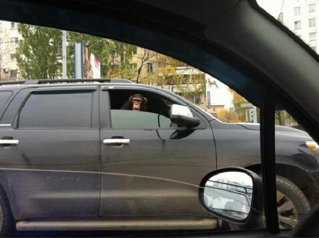 странности на дорогах, странности в пути, чудаки на дороге