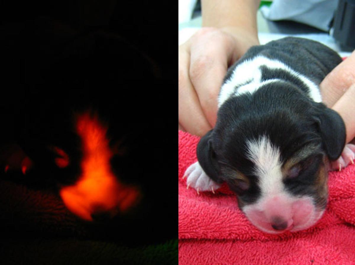 животные с аномалиями, животные с отклонениями 