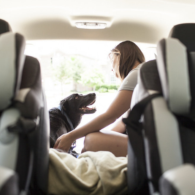 Сегодня я умер: последний счастливый день в жизни собаки больной раком последний день жизни Дюкей, Дюкей рак усыпили, последний счастливый день в жизни собаки, история Дюкей последний день